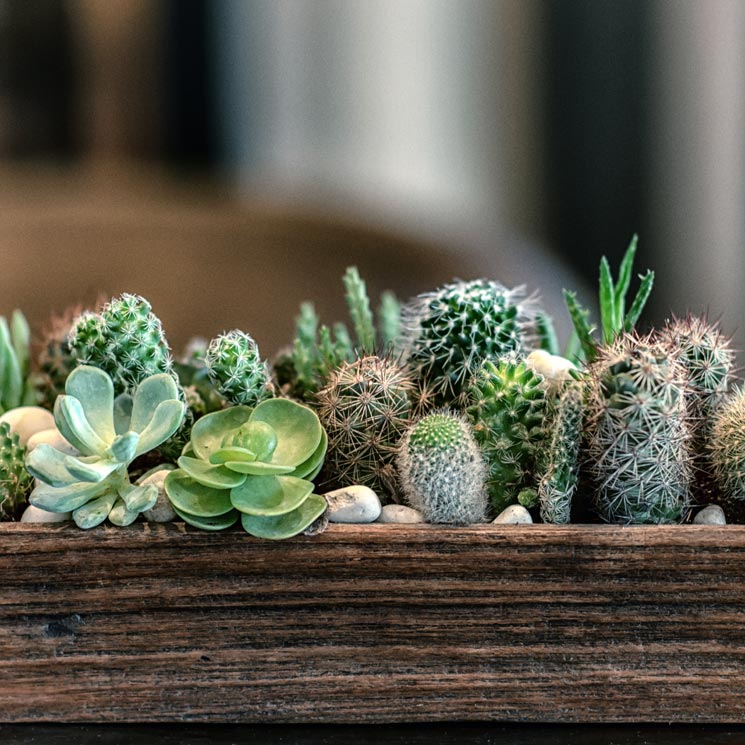 Aprende a cultivar cactus y plantas suculentas en casa