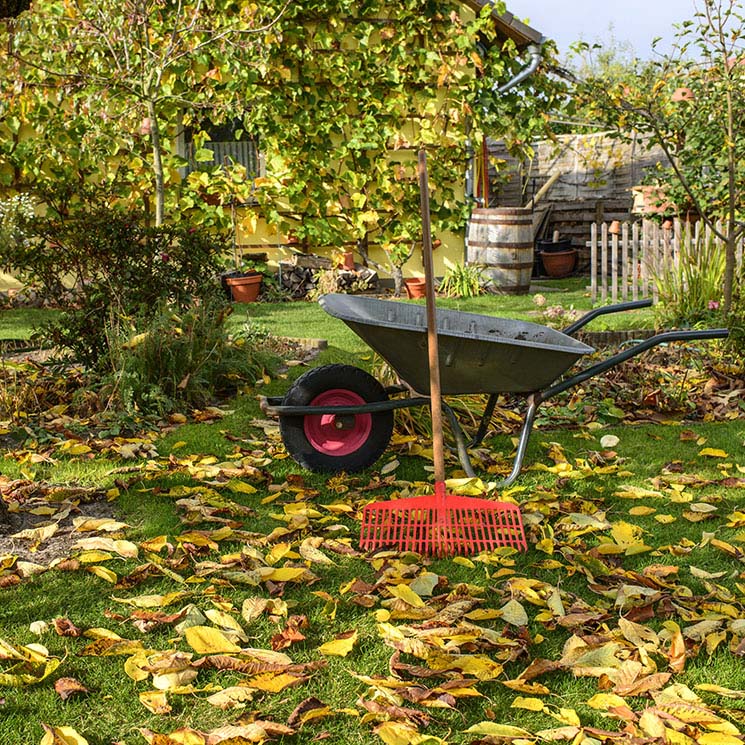 Descubre todos los cuidados que debes darle a tu jardín en otoño