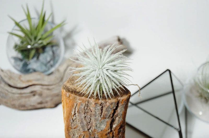 Cómo cultivar plantas de aire para decorar tu casa