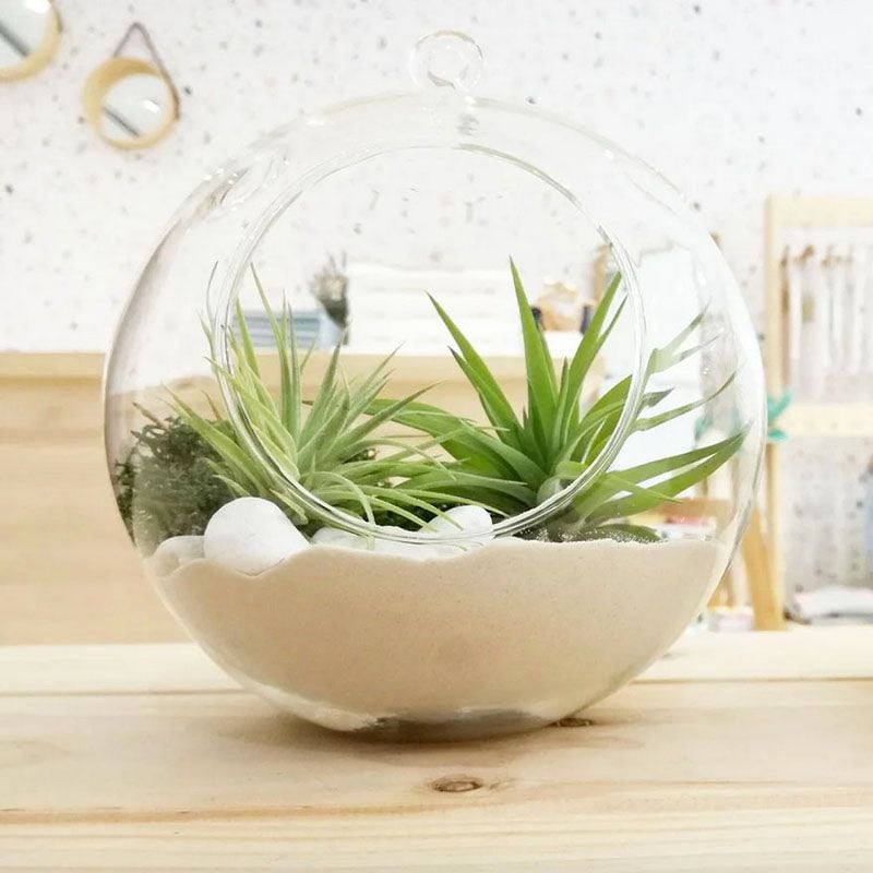 Cómo cultivar plantas de aire para decorar tu casa