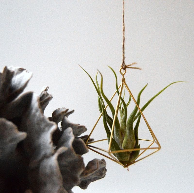 Cómo cultivar plantas de aire para decorar tu casa
