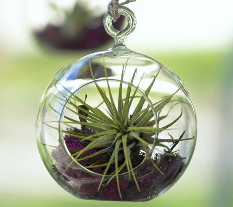 Cómo cultivar plantas de aire para decorar tu casa
