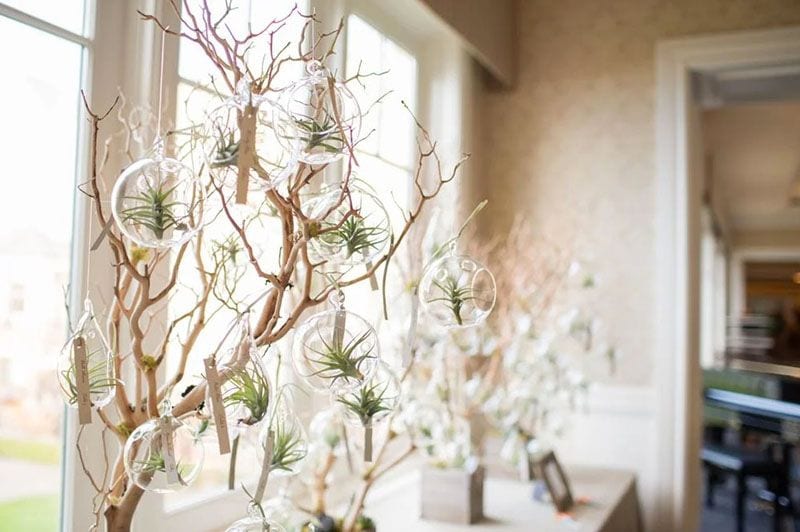 Cómo cultivar plantas de aire para decorar tu casa