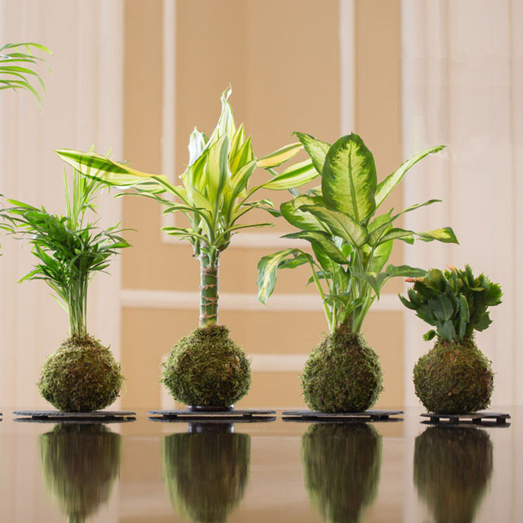 Decora Tu Casa Con Kokedamas O Plantas Sin Maceta Foto 1