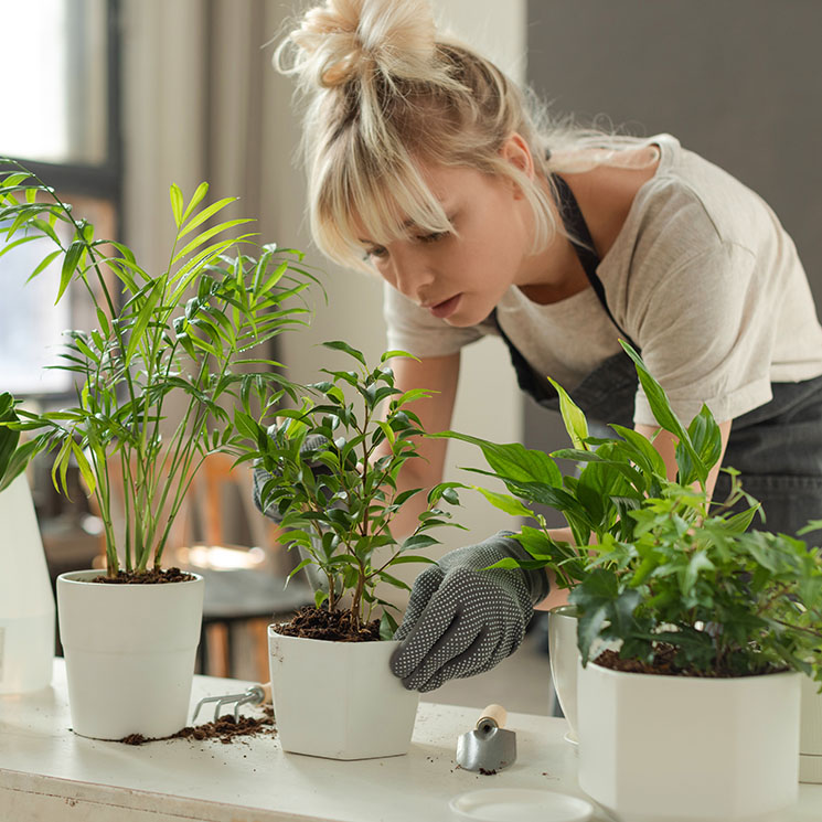 Consejos Para Trasplantar Tus Plantas De Interior Y De Exterior Foto 1