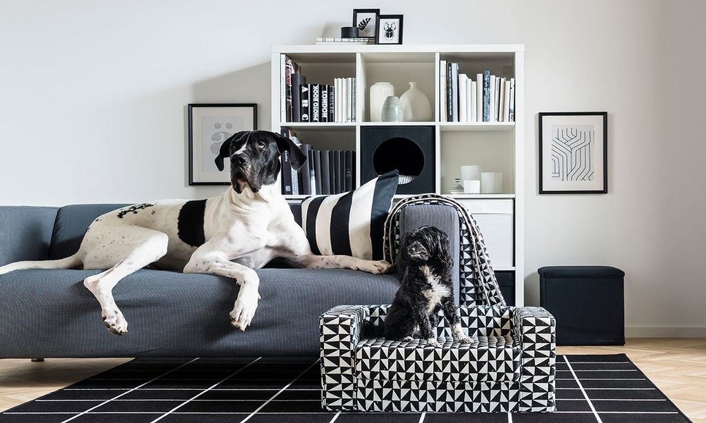 ¿Tienes mascota? Estos son los mejores suelos para tu casa