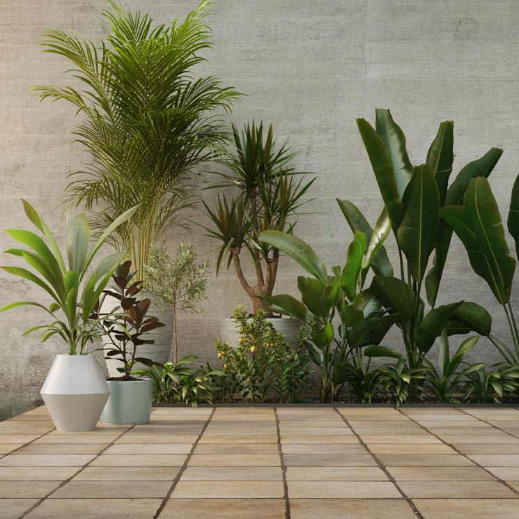 10 plantas de interior perfectas para rincones con poca luz