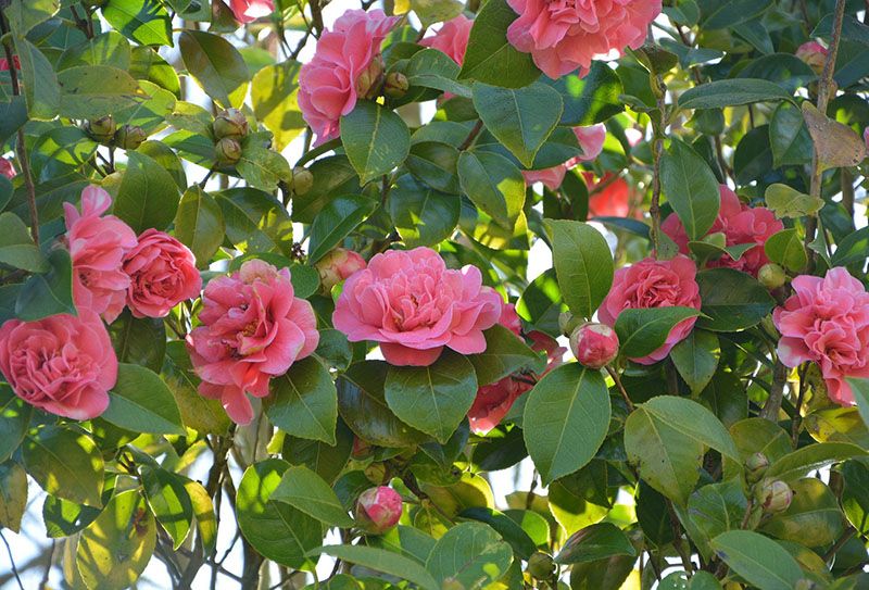 Consejos para cultivar camelias dentro de