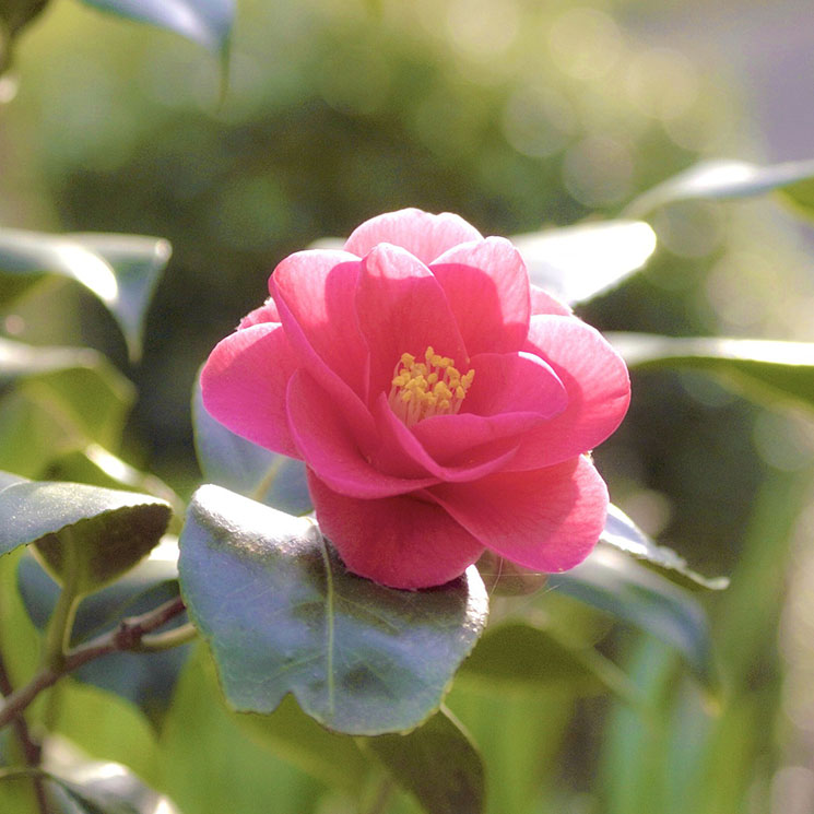 Así conseguirás que tus camelias estén espectaculares