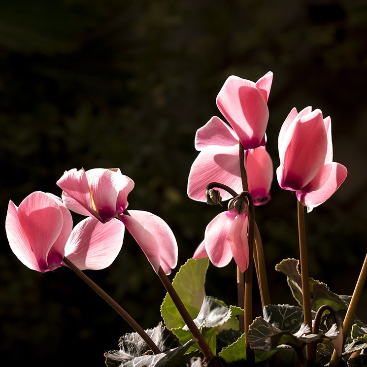 Las mejores plantas de interior con flor para los meses de frío