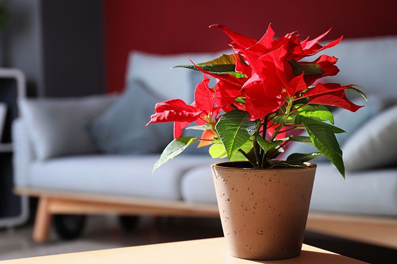 Trucos para cultivar y cuidar la flor de Pascua en tu propia casa