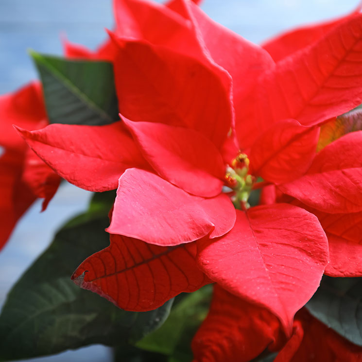 Trucos para cultivar y cuidar la flor de Pascua en tu propia casa