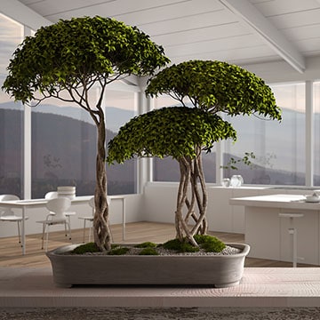 Lionel Green Street Largo Piscina Cómo cultivar bonsáis dentro de casa - Foto 1