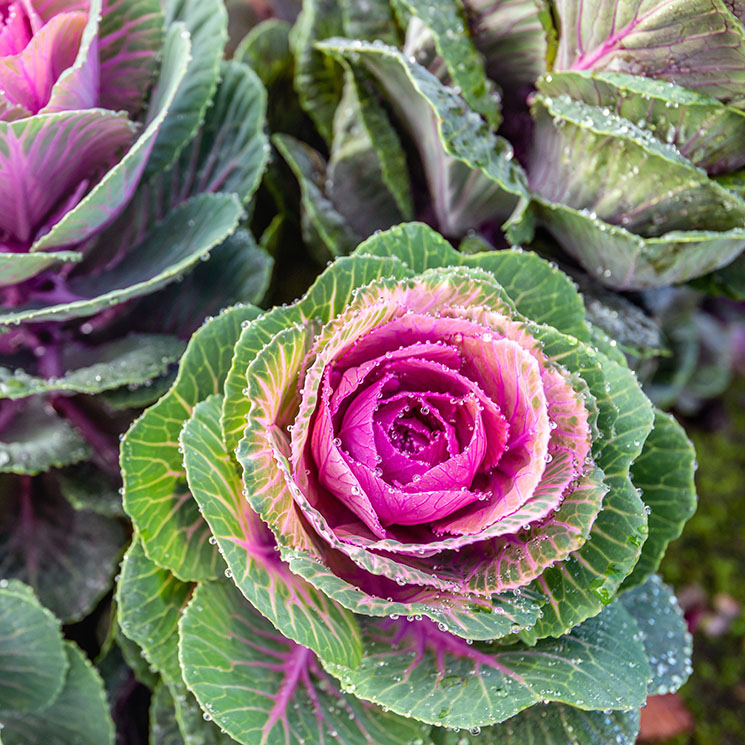 Col ornamental, una belleza de invierno para tu jardín