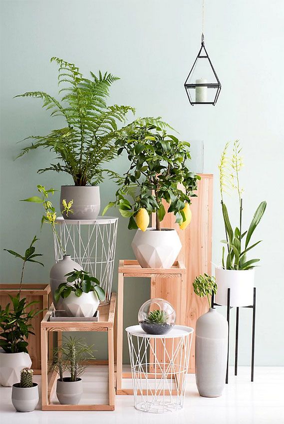 exponer tus plantas de interior