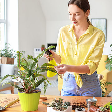 Helecho, planta muy para cultivar en casa - Foto 1