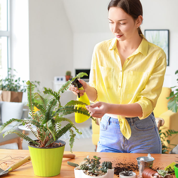 Todas las claves para cultivar helechos como plantas de interior