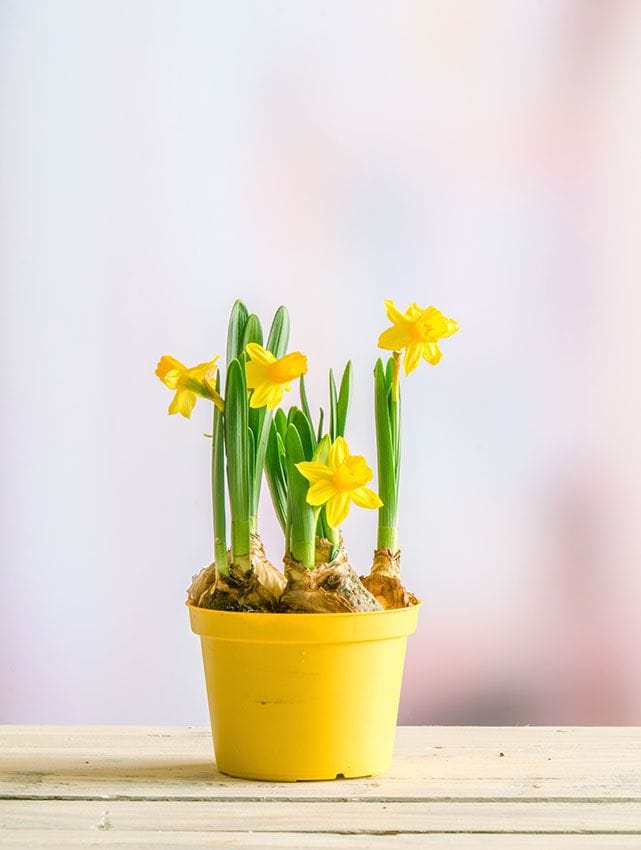 Aprende a cultivar el narciso (Narcissus), una planta de bulbo que florece en invierno