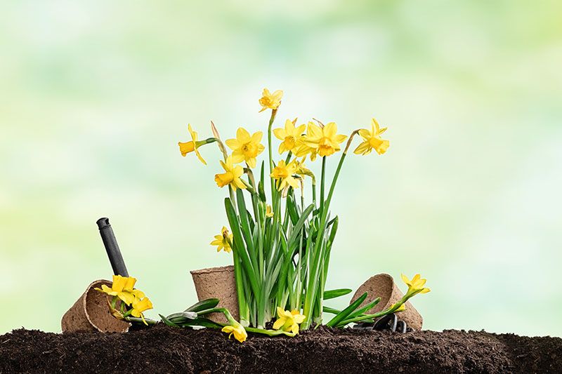 Aprende a cultivar el narciso (Narcissus), una planta de bulbo que florece en invierno
