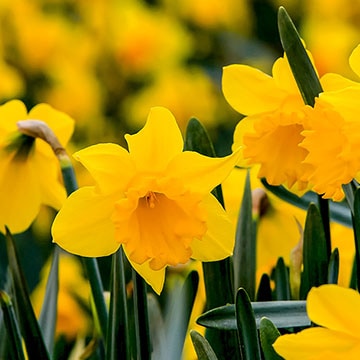 Lo que necesitas saber para cultivar el narciso (Narcissus), una planta que  florece en invierno - Foto 1