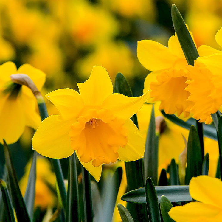 Aprende a cultivar el narciso (Narcissus), una planta de bulbo que florece en invierno