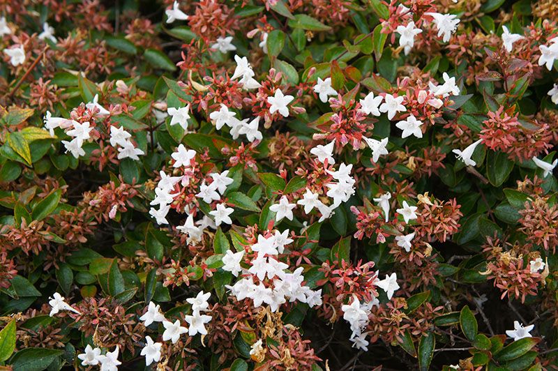 10 arbustos perfectos para plantar en tu jardín en invierno