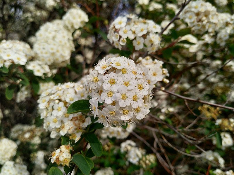 10 arbustos perfectos para plantar en tu jardín en invierno