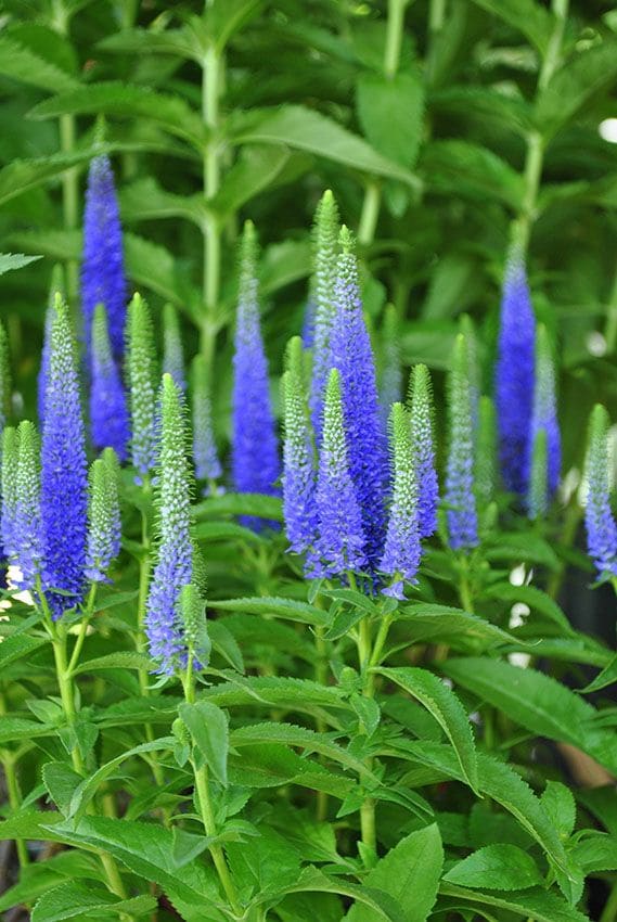 10 arbustos perfectos para plantar en tu jardín en invierno