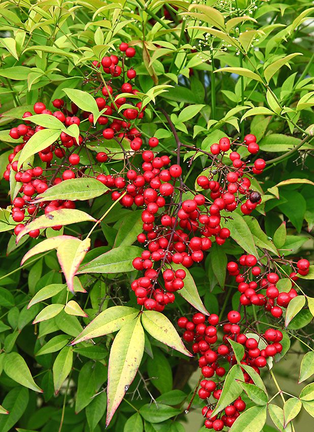 10 arbustos perfectos para plantar en tu jardín en invierno