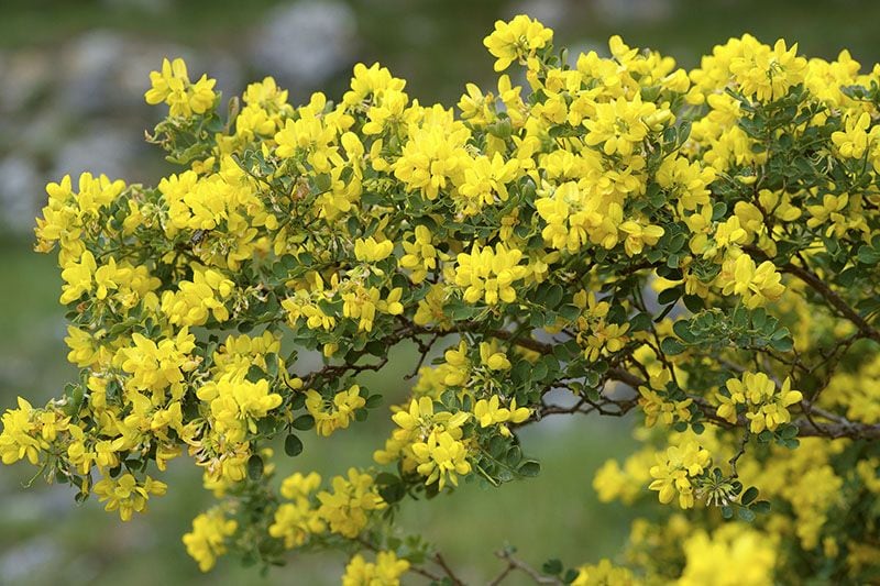 10 arbustos perfectos para plantar en tu jardín en invierno