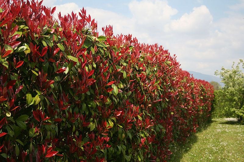 10 arbustos perfectos para plantar en tu jardín en invierno