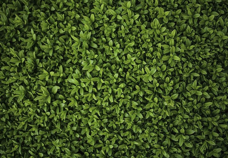 10 arbustos perfectos para plantar en tu jardín en invierno