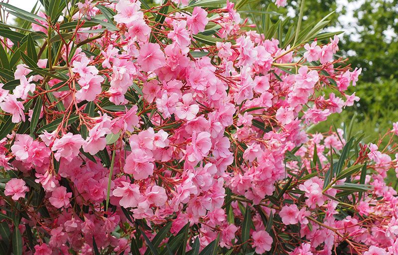10 arbustos perfectos para plantar en tu jardín en invierno