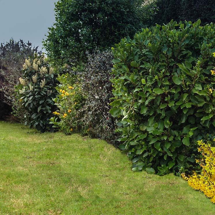 Los mejores arbustos para plantar en tu jardín en invierno - Foto 1