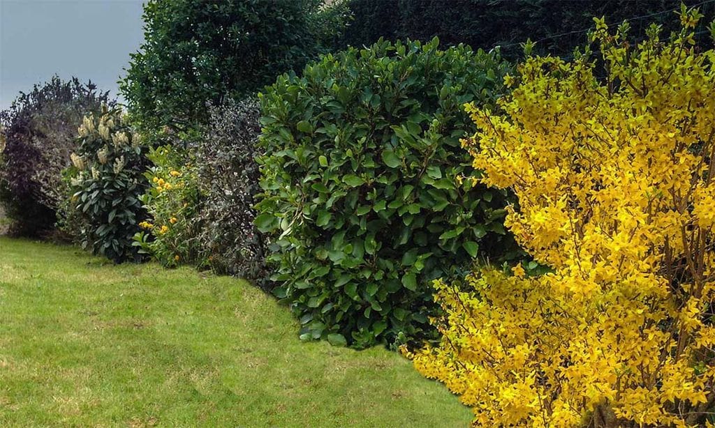 10 arbustos perfectos para plantar en tu jardín en invierno
