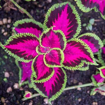 El cóleo, una planta tropical que llenará tu casa de color