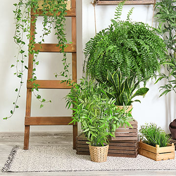 10 plantas que puedes cultivar, aunque tengas alergia al polen