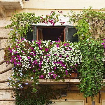 Cómo elegir las mejores plantas de exterior para tu balcón o terraza