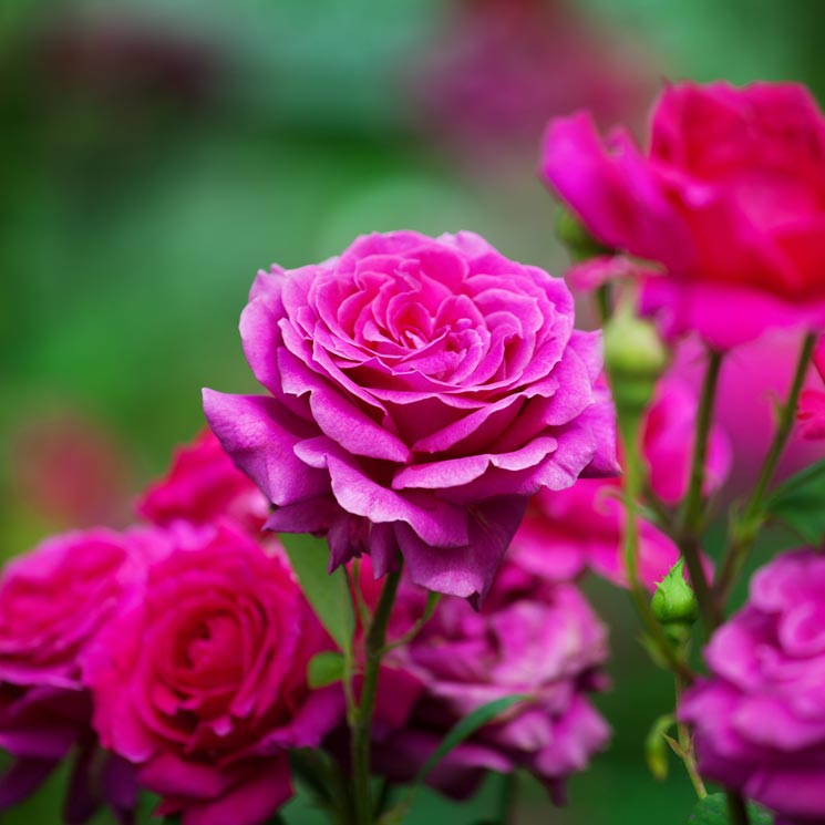 Estos son los cuidados que necesitan tus rosales para llenar de belleza tu jardín