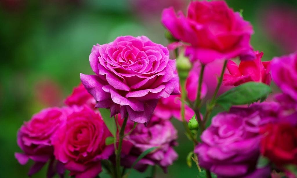 Estos son los cuidados que necesitan tus rosales para llenar de belleza tu jardín