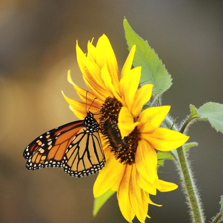 Estos son todos los cuidados que necesita un girasol para cultivarlo en maceta