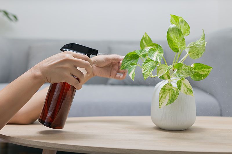 Poto, una planta de interior muy fácil de cultivar para alegrar la casa