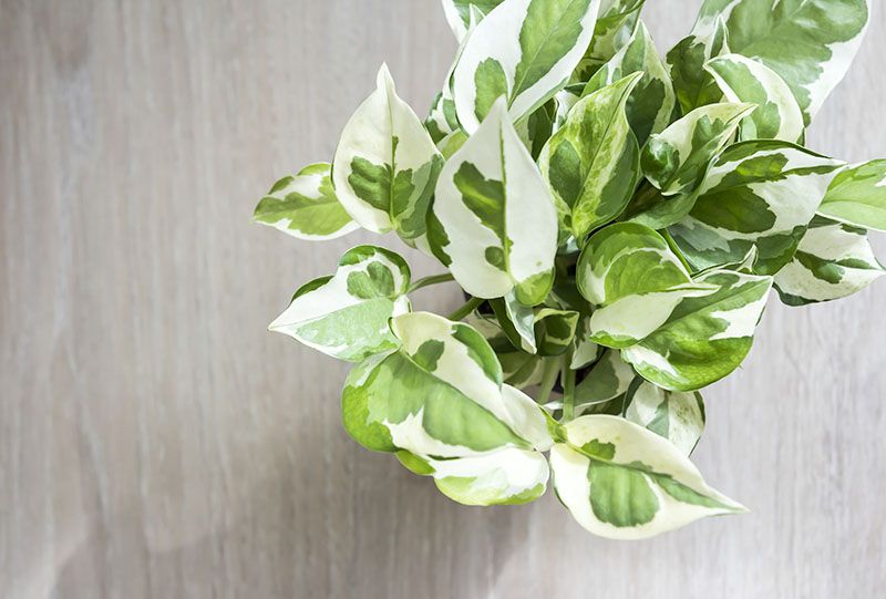 Poto, una planta de interior muy fácil de cultivar para alegrar la casa