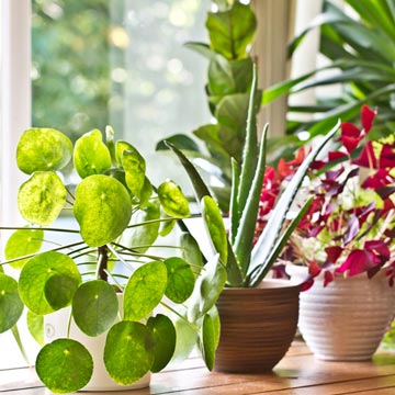 Plantas de interior y de exterior que necesitan poca agua - Foto 1