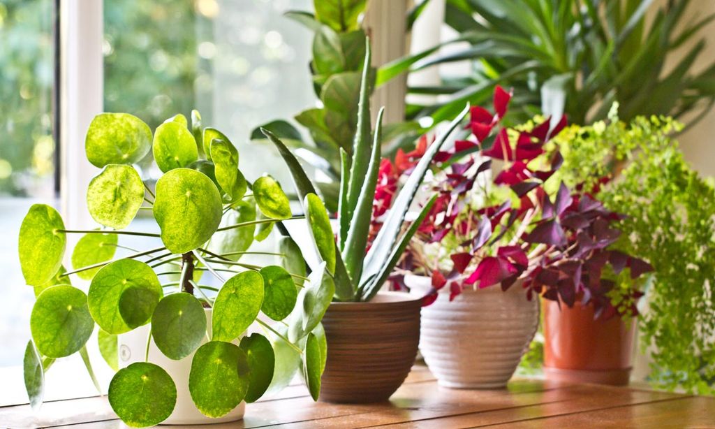 Plantas de interior y de exterior que necesitan poca agua - Foto 1