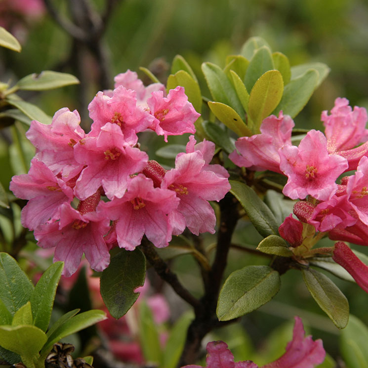 Descubre todos los cuidados que has de darle a tus rododendros