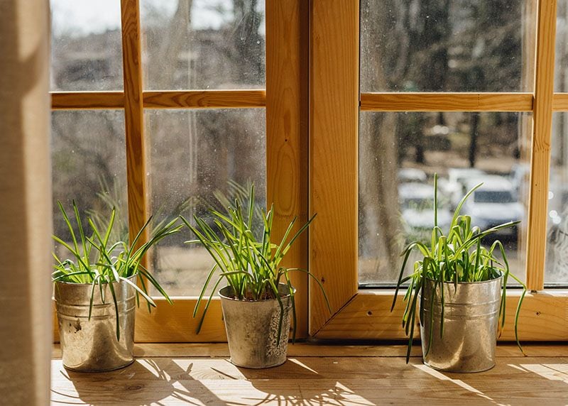 Claves para cultivar citronela en el jardín - Foto 1