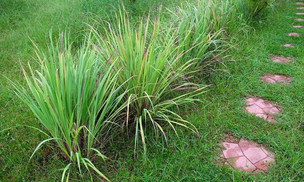 Claves para cultivar citronela en el