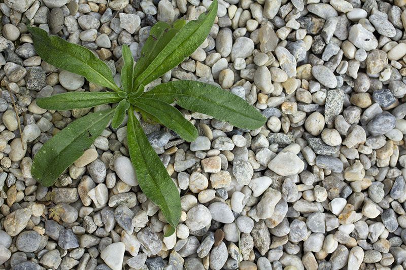 Cómo eliminar las malas hierbas del jardín y el huerto