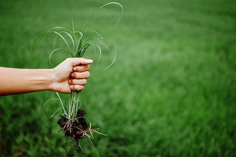 Cómo eliminar las malas hierbas del jardín y el huerto